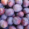 Variedad de ciruelo President a raíz desnuda