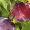 Variedad de ciruelo a raíz desnuda