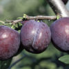 Variedad de ciruelo a raíz desnuda