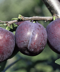 Variedad de ciruelo a raíz desnuda