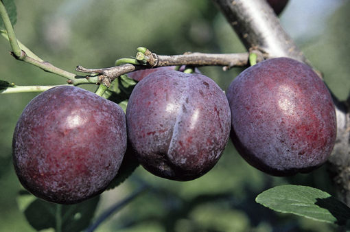 Variedad de ciruelo a raíz desnuda