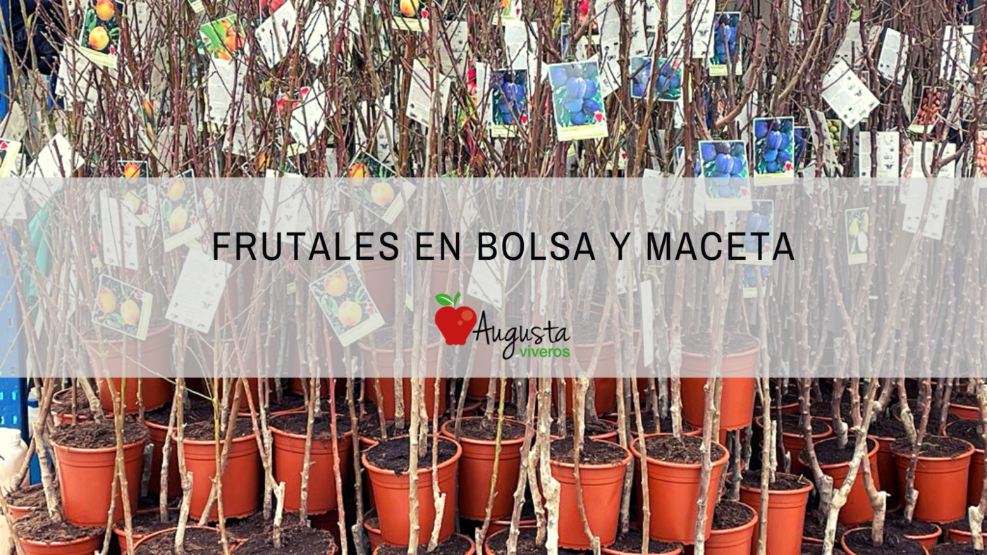 Frutales en bolsa y maceta