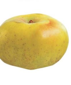 Variedad de manzana a raíz desnuda