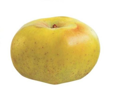 Variedad de manzana a raíz desnuda