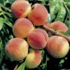 Variedad de melocotón protegida por Proseplan
