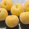 Variedad de melocotón protegida por Proseplan