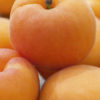 Variedad de albaricoque Proseplan