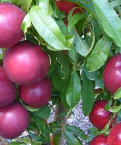 Nectarina carne amarilla