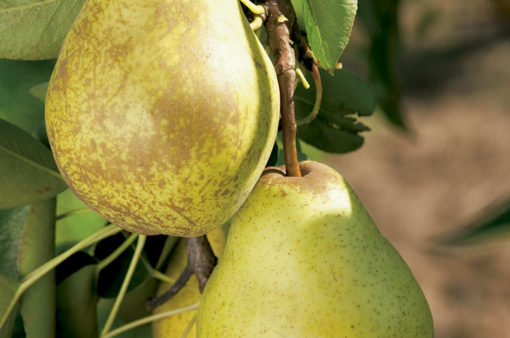 Variedad de pera a raíz desnuda