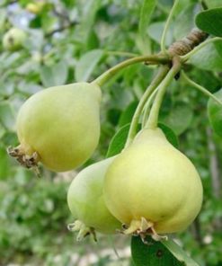 Variedad de pera de San juan a raíz desnuda