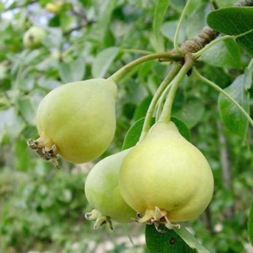 Variedad de pera de San juan a raíz desnuda