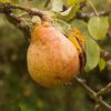 Variedad de pera a raíz desnuda
