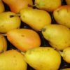 Variedad de pera limonera a raíz desnuda