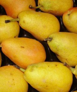 Variedad de pera limonera a raíz desnuda