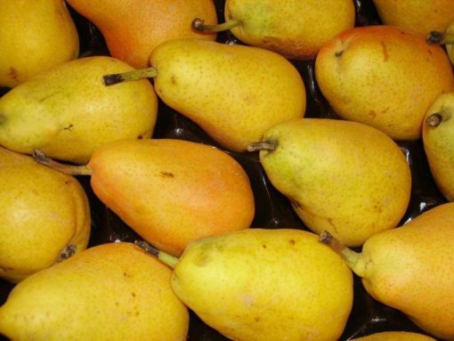 Variedad de pera limonera a raíz desnuda