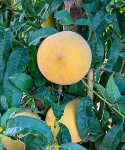 Melocotón amarillo